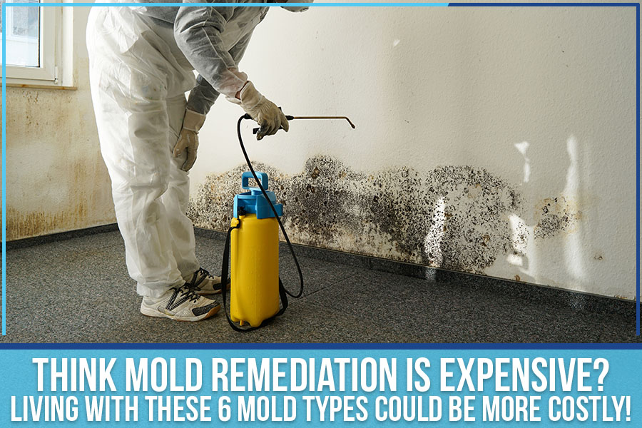 Think Mold Remediation Is Expensive? Living With These 6 Mold Types Could Be More Costly!